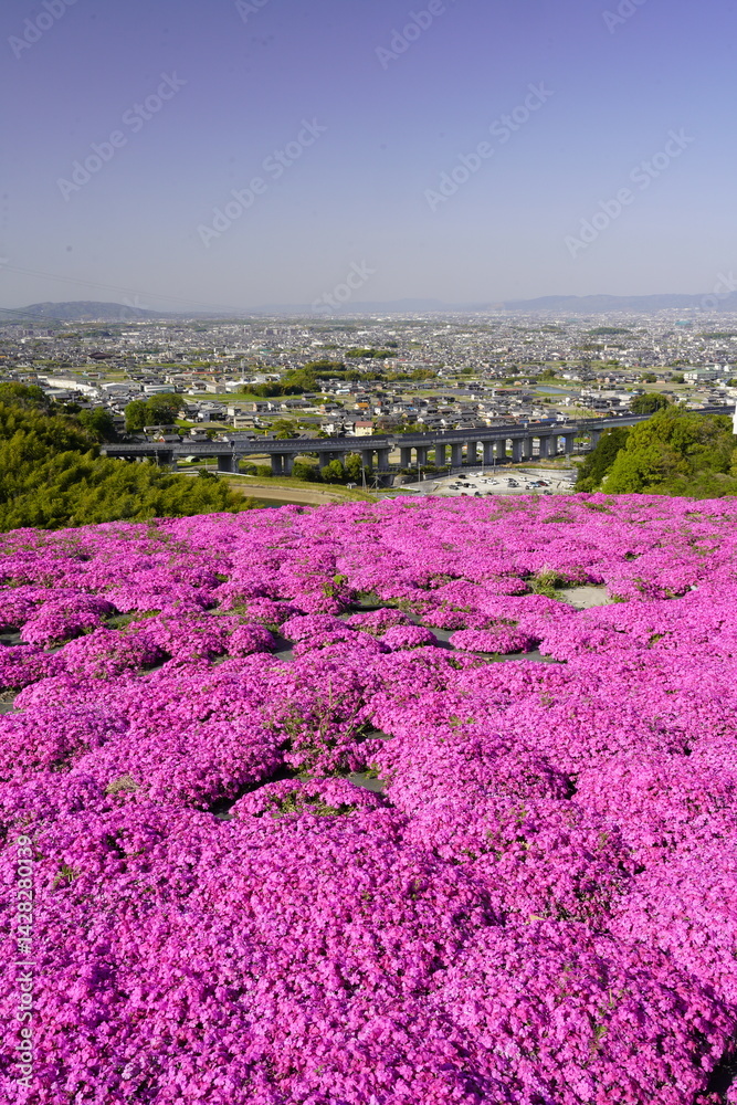 青空に映える芝桜