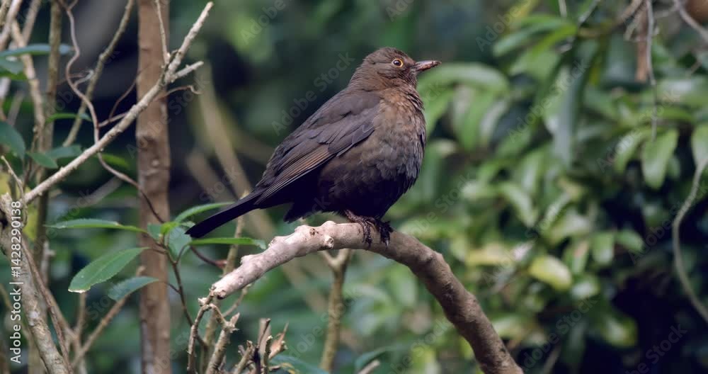 Blackbird Sitting in Tree in Slow Motion | Serene Woodland Bird Moment Blackbird Sitting in Tree in Slow Motion | Serene Woodland Bird Moment