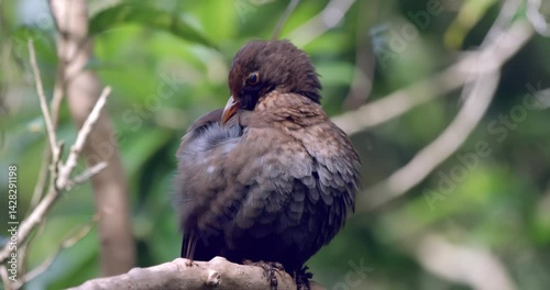 Wallpaper Mural Blackbird Sitting on Branch and Cleaning Itself in Slow Motion | Serene Bird Grooming Moment Torontodigital.ca