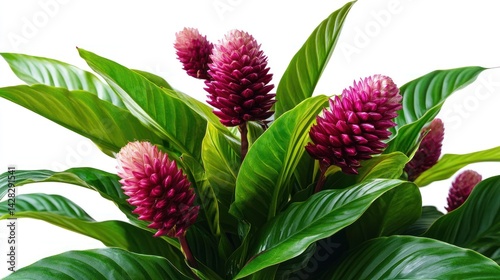 Vibrant tropical plant with large green leaves and striking pink flower spikes.
