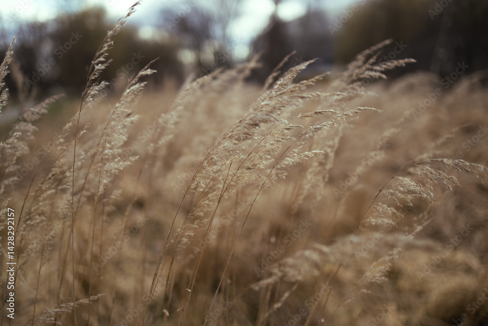 Fototapeta premium A close-up shot of dry grass swaying in the breeze, with blurred background of the meadow. The warm tones of the grass create a serene and natural outdoor atmosphere.