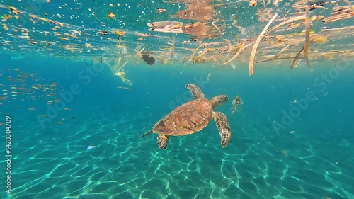 Sea turtle swimming under surface layer of plastic trash pollution in ocean