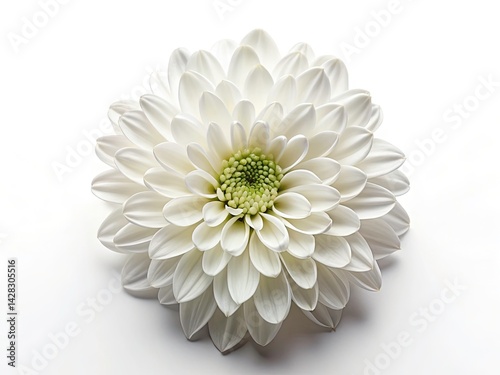Wallpaper Mural Stunning Drone Shot: Single White Flower Isolated, Aerial View, High-Resolution, Pure White Bloom, Botanical Photography, Nature Image, Floral Torontodigital.ca