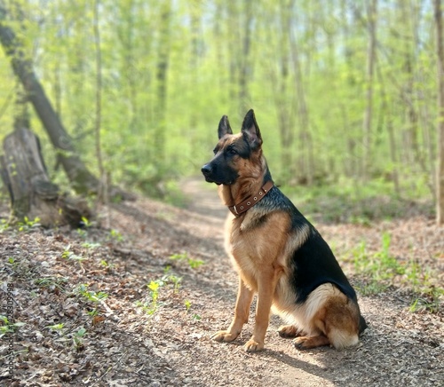 German Shepherd in the forest. Dog against the background of a spring green forest