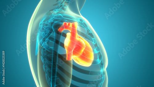 Human Circulatory System Heart Anatomy