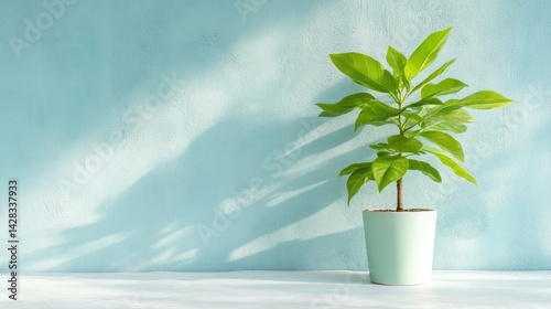 Obraz na płótnie A small potted plant in a mint green pot on a white surface against a light teal wall, casting shadows w salonie