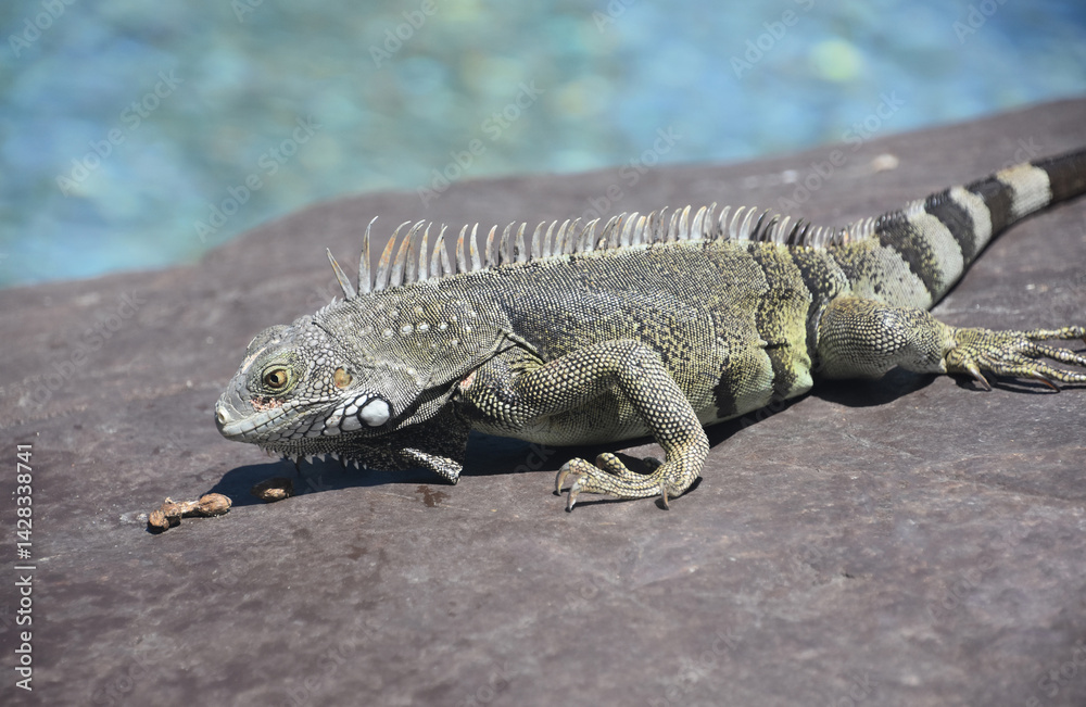 Fototapeta premium Large Iguana on the Prowl for Food