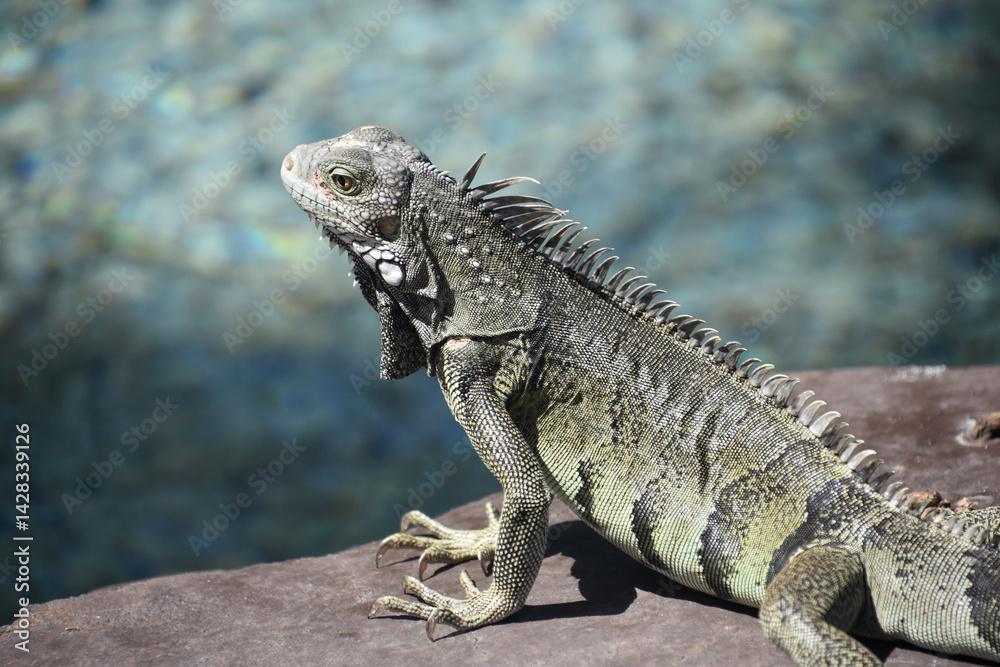Common Iguana Lizard with Spikes Down His Back Common Iguana Lizard with Spikes Down His Back