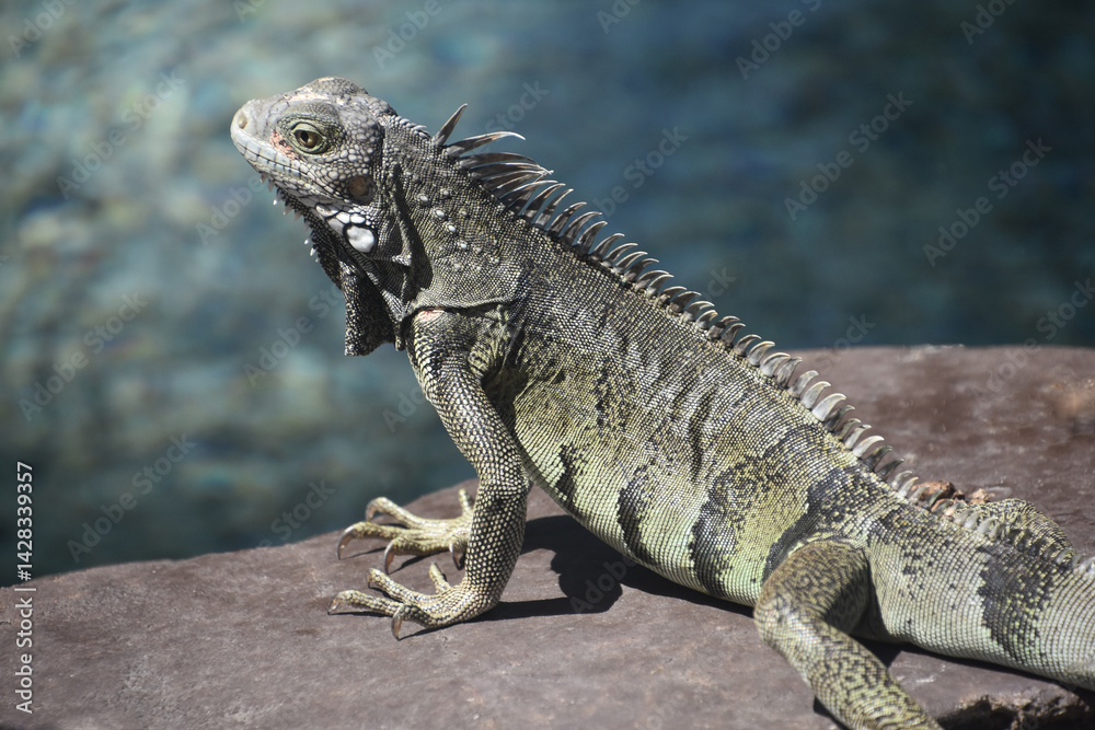 Side Profile of an Iguana on a Rock Side Profile of an Iguana on a Rock