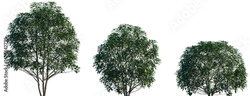 Fényképezés Set of 3 Osmanthus fragrans (known as sweet osmanthus, sweet olive, tea olive, a