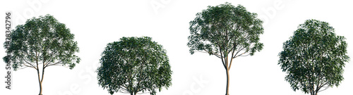 Set of 4 Osmanthus fragrans (known as sweet osmanthus, sweet olive, tea olive, and fragrant olive) frontal set street trees isolated png on a transparent background perfectly cutout