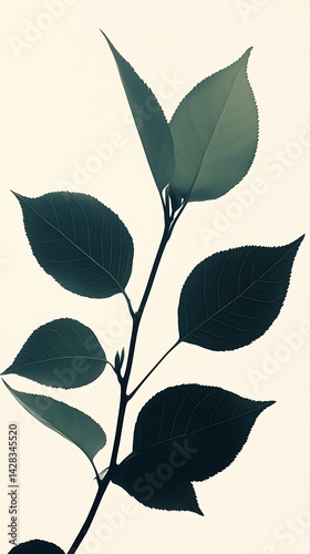 Branch with Leaves, Close-up