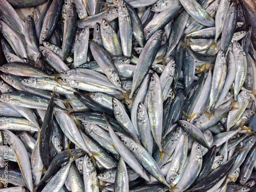 The flying fish, scientifically known as Decapterus spp, is a type of small pelagic fish that has important economic value in Indonesia. Ikan layang photo