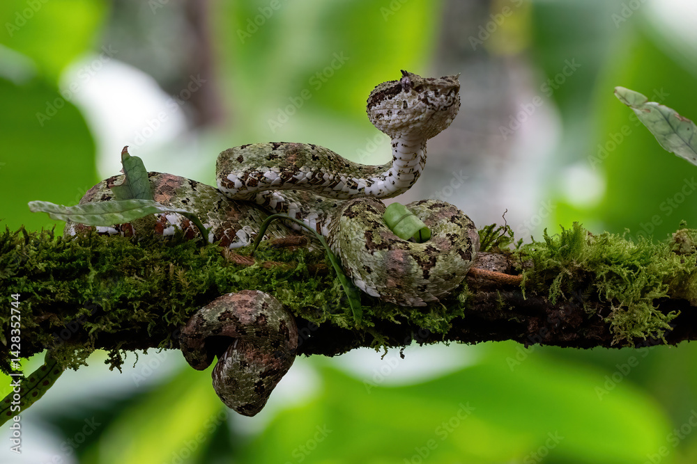 Naklejka premium Eyelash Viper Snake