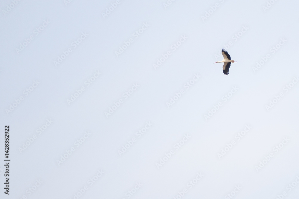 Obraz premium birds in flight