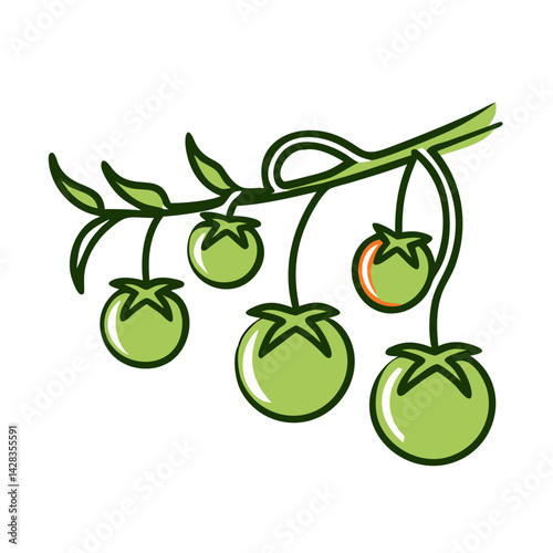 Ripe and Green Tomatoes Growing on Vine  