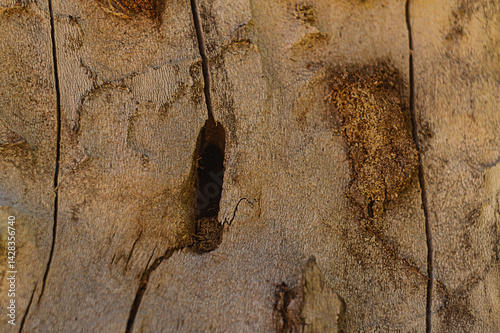 Surface of a dead tree, bark of which flew off and exposed the place where the caterpillars of woodworms made huge hole and passages. Consequences of pest activity in forest industry, damage to trees