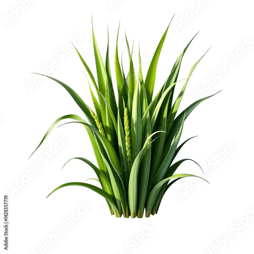 Fresh Green Grass, isolated on transparent background