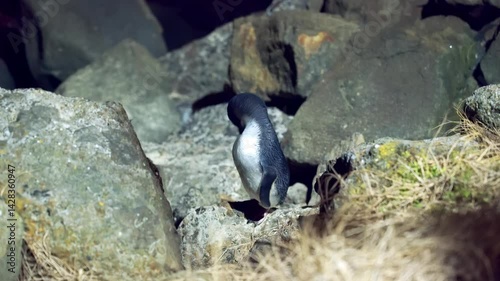 Little Blue Penguin Standing on Breakwater Boulders at Night | Nighttime Wildlife in New Zealand