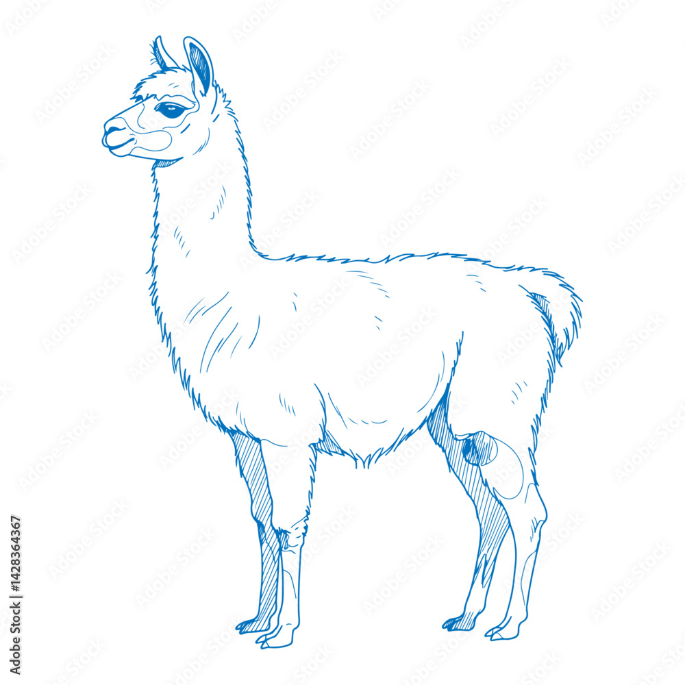 Fototapeta premium Minimal simple hand drawn llama side view illustration in elegant line art vector design with modern and graceful aesthetics