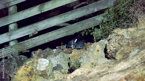 Little Blue Penguin Hiding Behind Fence at Night | Nocturnal Wildlife Moment