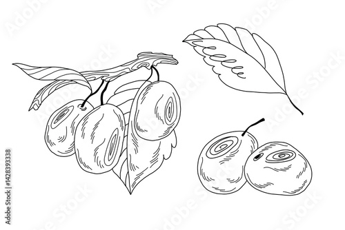 hand drawn plum fruits and leaves in line art style, black and white botanical illustration