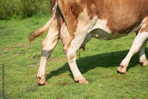 Fototapeta Naklejka Na Ścianę i Meble -  Legs of a cow on the green meadow on a bright summer day