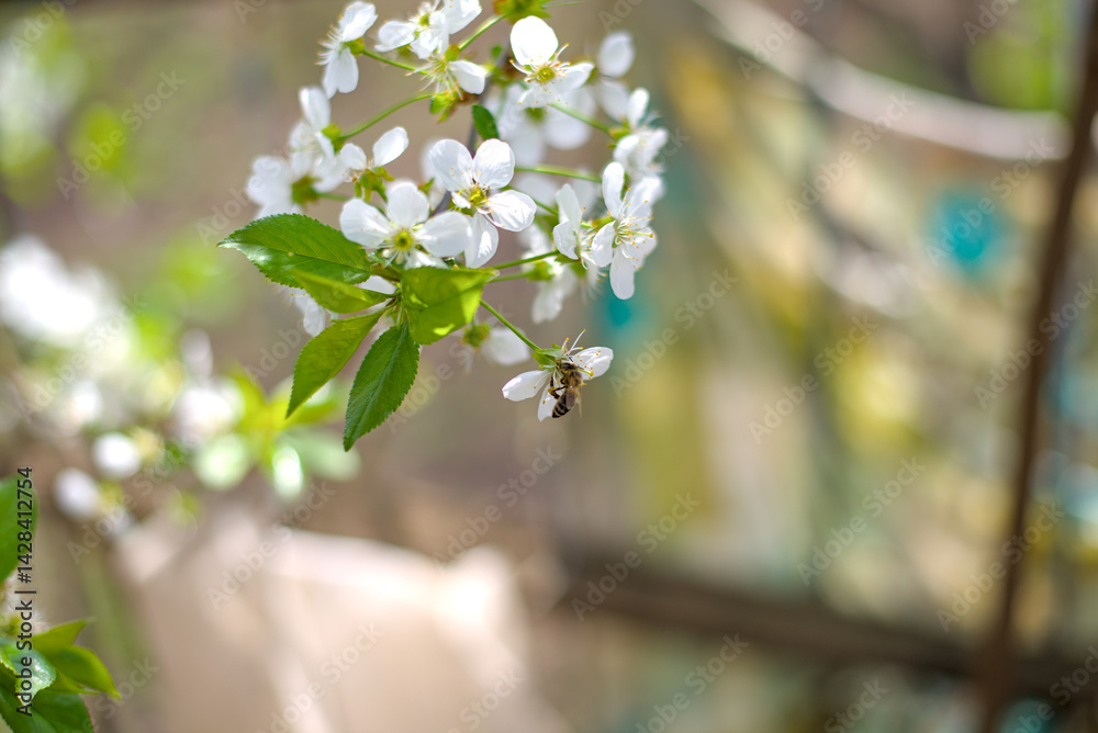 Bee on cherry blossoms in spring