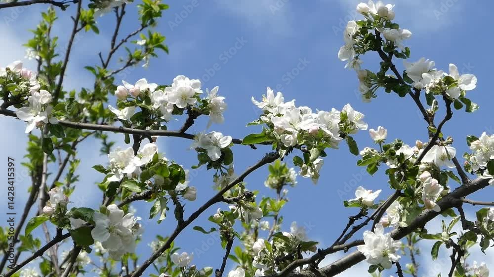 Abundant White Apple Blossoms in Spring Sunlight, United States Abundant White Apple Blossoms in Spring Sunlight, United States