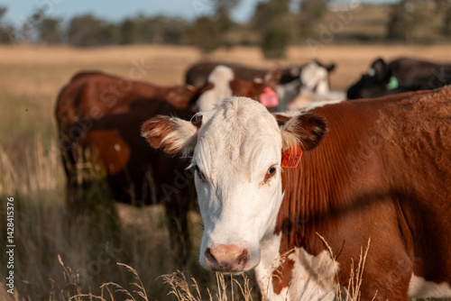 Obraz na płótnie Stud beef cows in a field on a farm in England. English cattle in a meadow grazing on pasture in springtime. Green grass growing in a paddock on a sustainable agricultural ranch. w salonie