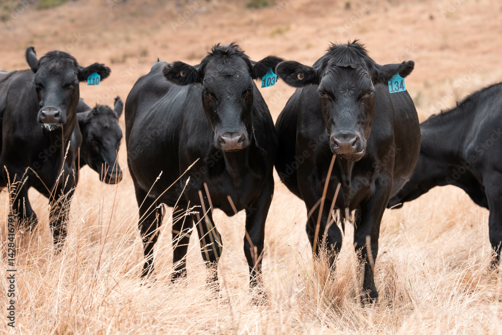 Stud beef cows in a field on a farm in England. English cattle in a meadow grazing on pasture in springtime. Green grass growing in a paddock on a sustainable agricultural ranch.