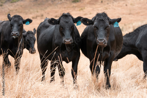 Stud beef cows in a field on a farm in England. English cattle in a meadow grazing on pasture in springtime. Green grass growing in a paddock on a sustainable agricultural ranch.