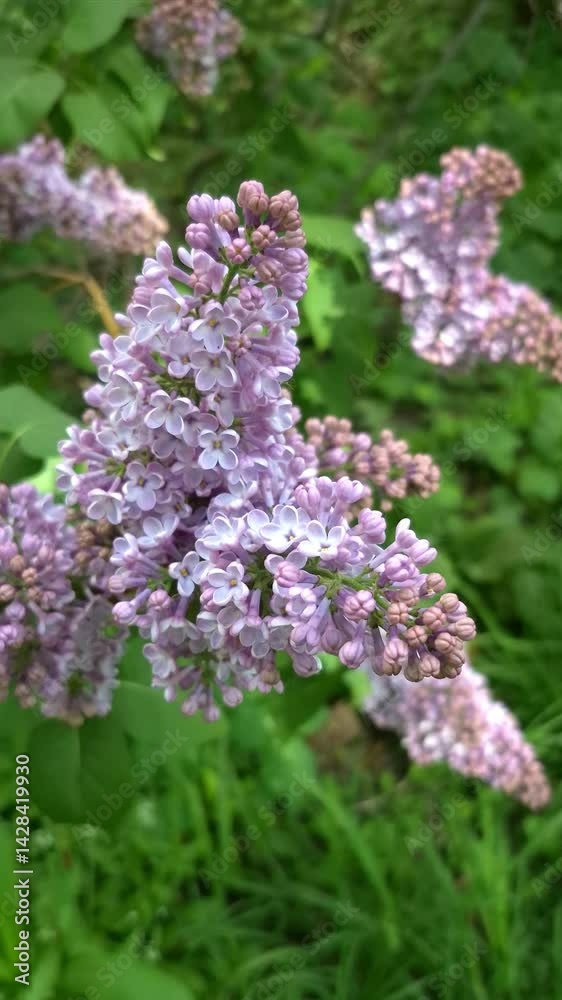 Blooming lilac bush close-up in the garden Blooming lilac bush close-up in the garden