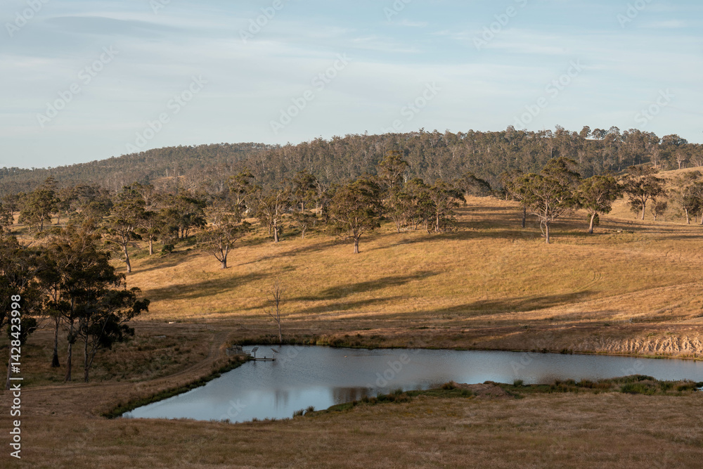 pasture and grasses growing on a regenerative agricultural farm. native plants storing carbon in australia
