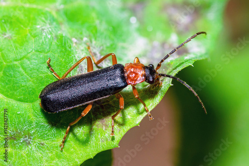 Top view of a soldier beetle on a leaf, Cantharis Nigra