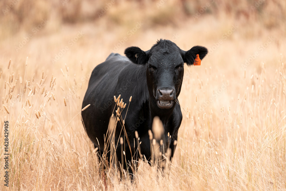 Stud beef cows in a field on a farm in England. English cattle in a meadow grazing on pasture in springtime. Green grass growing in a paddock on a sustainable agricultural ranch.