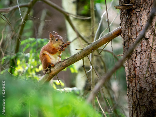 A charming squirrel sits on a tree branch and holds the remains of a fir cone in its paws. Close-up. Sunny forest background with squirrel.