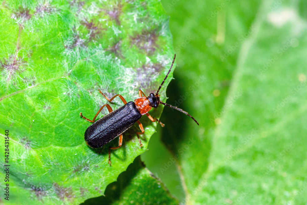 Top view of a soldier beetle on a leaf, Cantharis Nigra Top view of a soldier beetle on a leaf, Cantharis Nigra