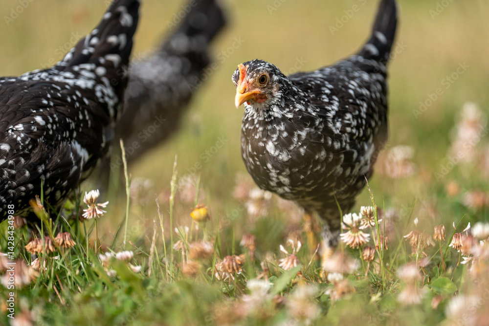 free range chickens on a farm pasture rasied outside in australia