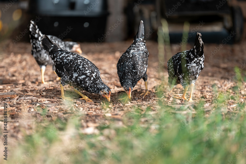 free range chickens on a farm pasture rasied outside in australia