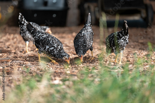 Obraz na płótnie free range chickens on a farm pasture rasied outside in australia w salonie