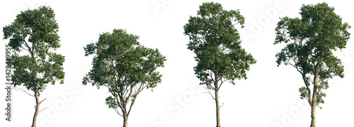 Wallpaper Mural Set of 4 Melicoccus bijugatus (commonly called quenepa, limoncillo, Bajan ackee, chenet, Spanish lime, mamoncillo) frontal set street trees isolated png on a transparent background perfectly cutout Torontodigital.ca
