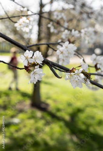 Cherry blossom branch close-up against the background of a sunlit park