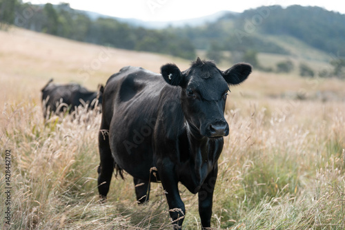 Wallpaper Mural organic, regenerative, sustainable agriculture farm producing stud wagyu beef cows. cattle grazing in a paddock. cow in a field on a ranch Torontodigital.ca