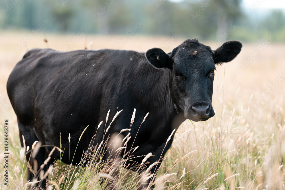 Beef cows and calves grazing on grass on a beef cattle farm in Australia. breeds include murray grey, angus and wagyu Beef cows and calves grazing on grass on a beef cattle farm in Australia. breeds include murray grey, angus and wagyu
