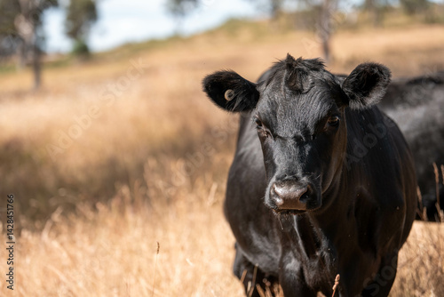 Beef cows and calves grazing on grass on a beef cattle farm in  Australia. breeds include murray grey, angus and wagyu photo