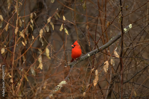 red cardinal on branch