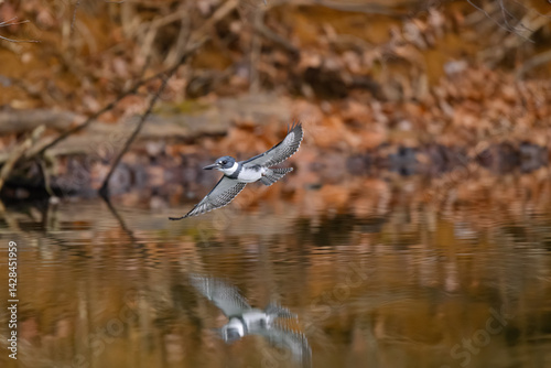 Belted Kingfisher Fishing