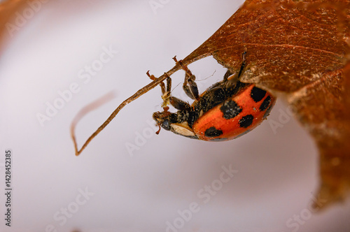 Lady Bug on a Leaf