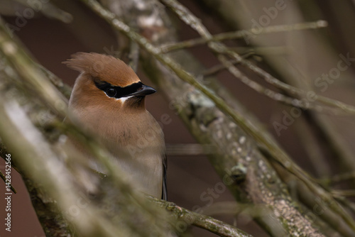 Ceder Waxwing on a Branch